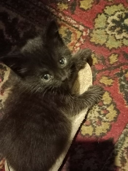 Котенок,пацан 1 месяц отдам .