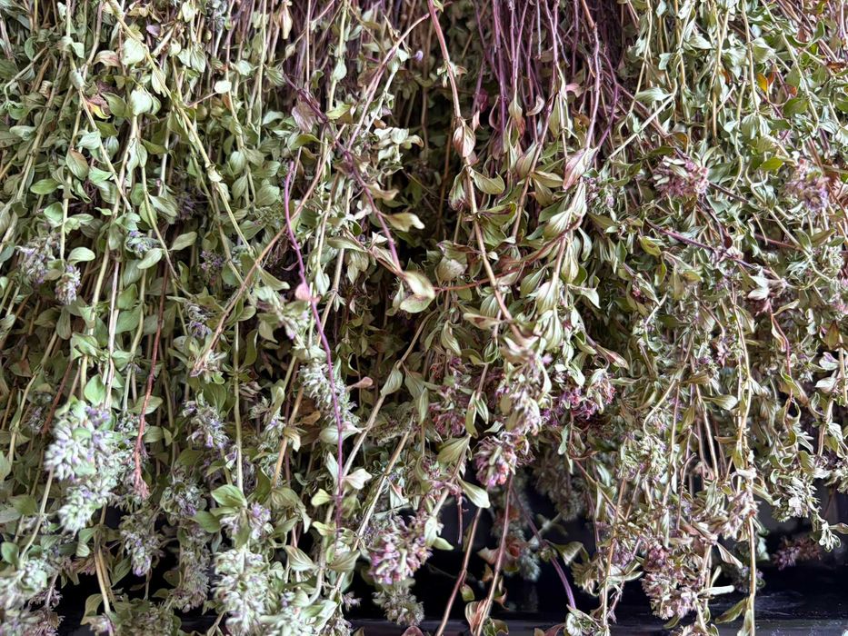 Cimbrisor salbatic, organic