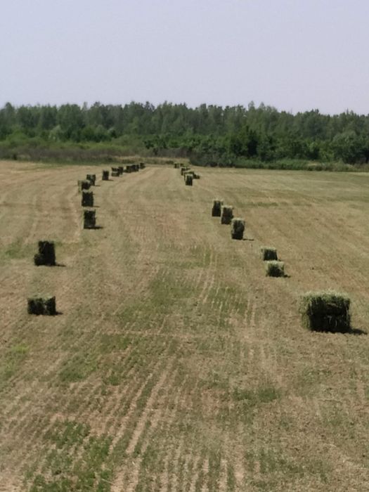 Baloți paie și lucernă