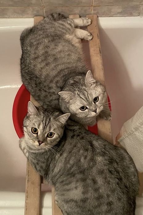 Отдам кошку бесплатно