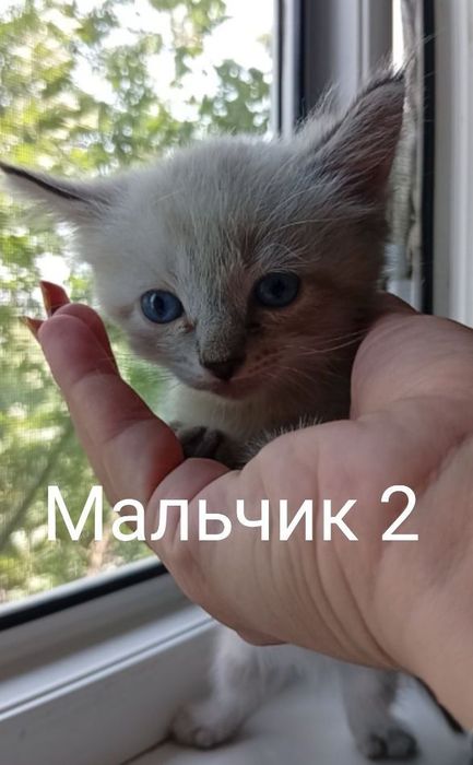 Продаётся котёнок