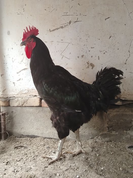 GIGANT Qorashahzoda xo'roz sotiladi..