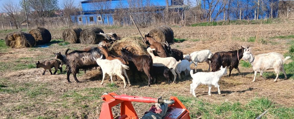 Vând iezi, cârlani