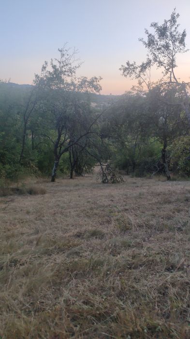 Vând prune de țuică mai multe detalii la telefon