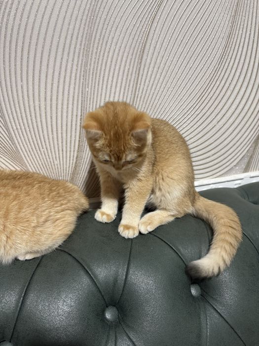 Шиншила 2 йош