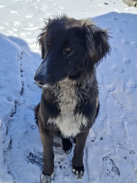 Найдена собака Казкрай