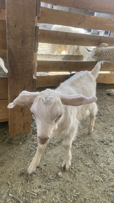 Орыс ешки занен козлы