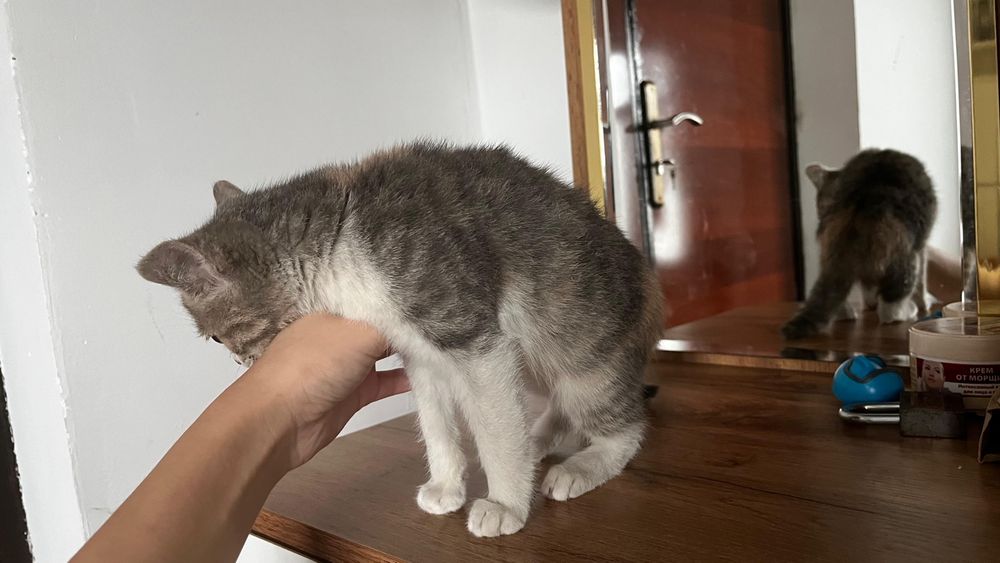 Котенок бесплатно мальчик