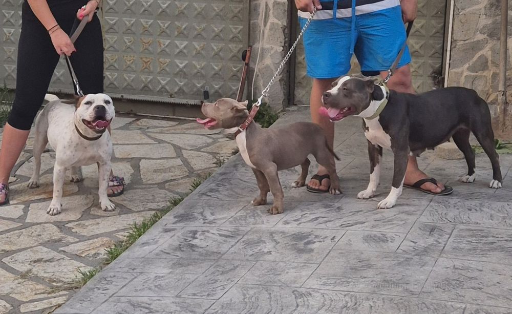 Малки чистокръвни сиви Питбули