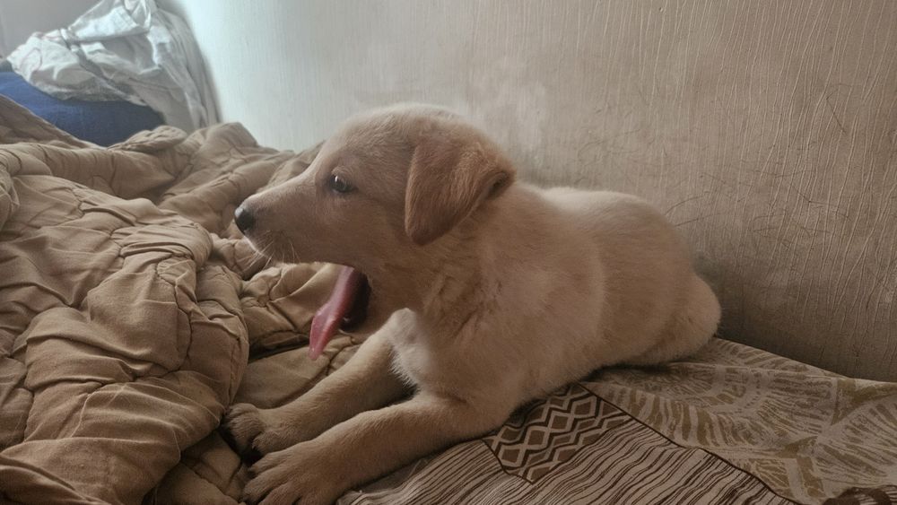 Отлам щенка  помесь лабродор