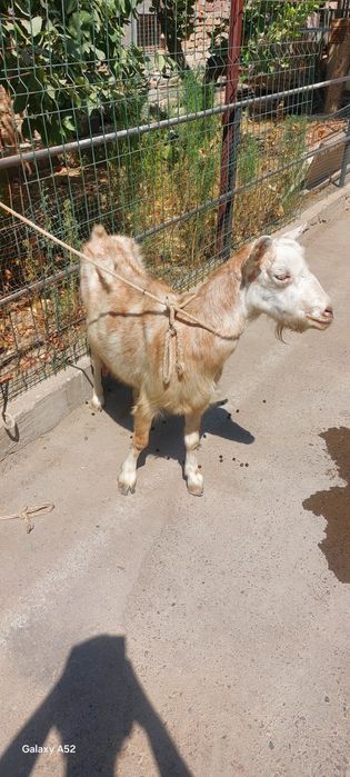 Echki sotiladi. Продаётся коза.