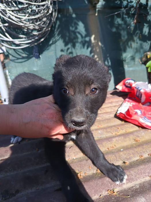Donatie spre adopție căței