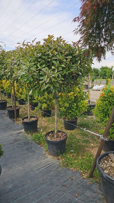 Euonymus japonicus- Ilex pe tija - Photinia red robin-