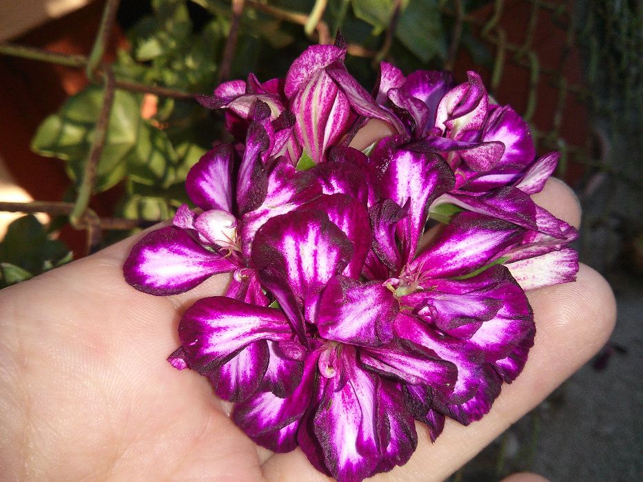 Сакъзчета резник