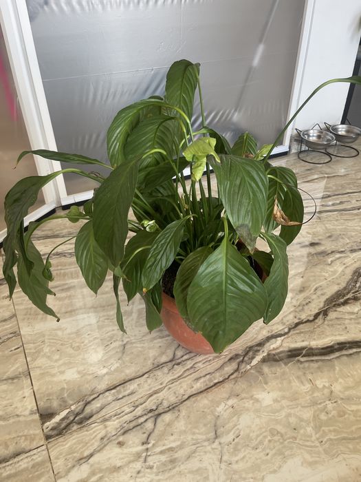 Planta de apartament Crinul pacii