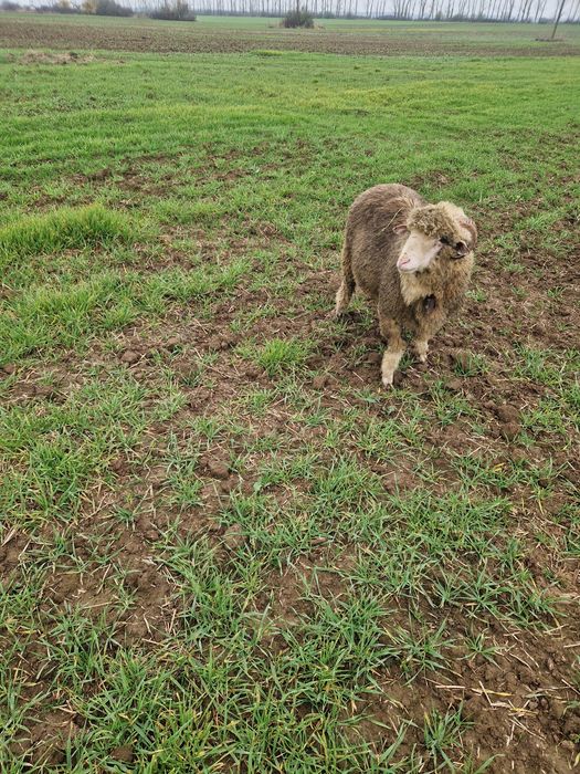 De vânzare 1 berbec