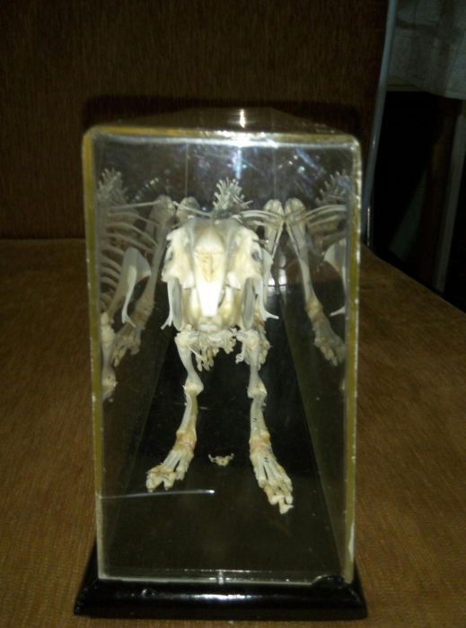 Скелет зайца
