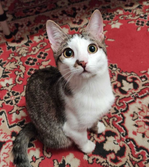 Милые котята в добрые ручки.