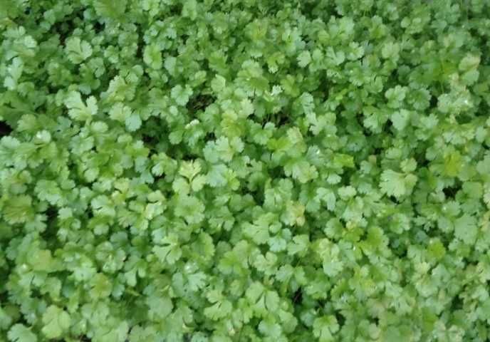 coriandru proaspat din mai pana in decembrie