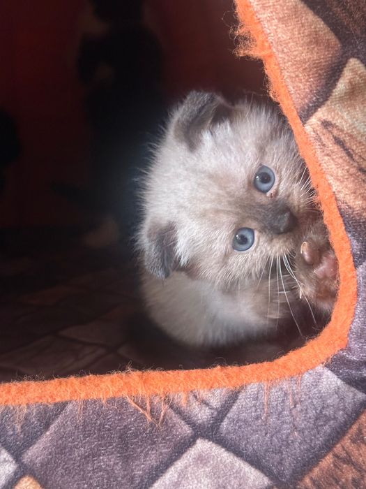 Котята Шотландские вислоухие