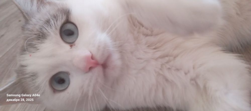 Рэкдолл кошечка молодая