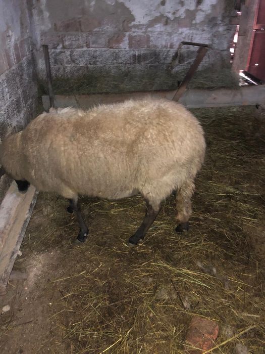 Vand  oi cu miei carabase sarbesti 1500