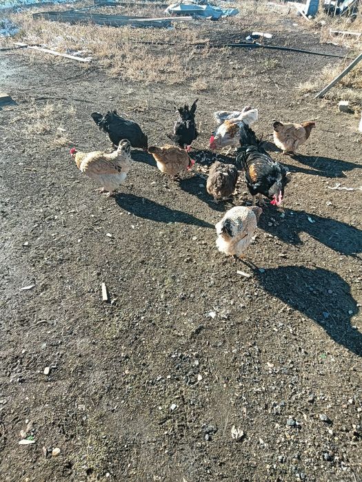 Домашние куры ..