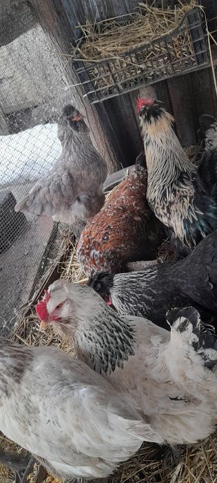 Oua pentru incubat.!