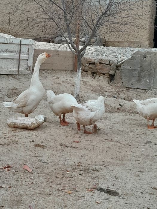 Каз (Гусь) еркек