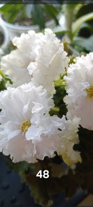 Продам фиалку...