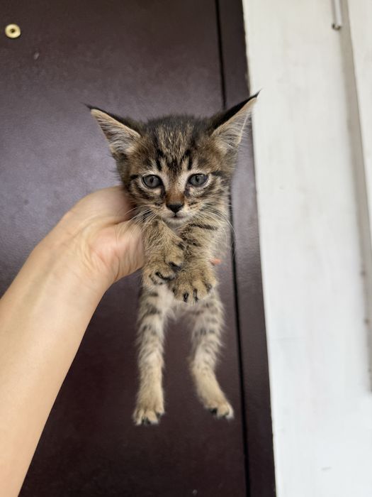 Отдам котенка в добрые руки