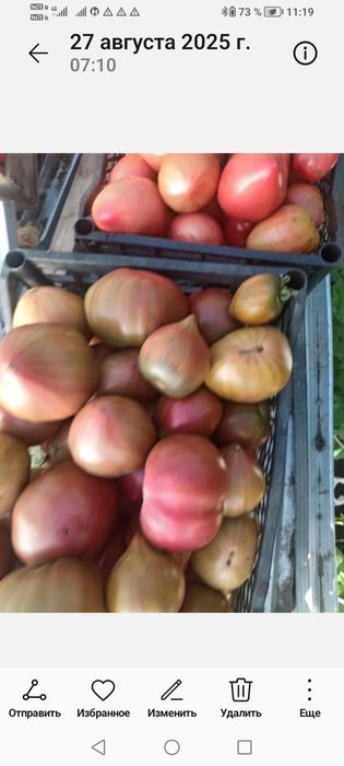 Чорный принц памидор рассада