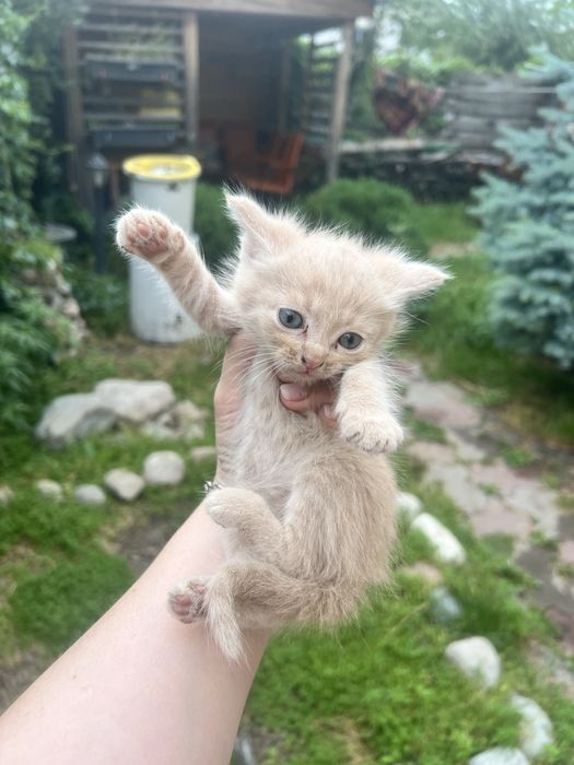 Отдам котят мышеловов
