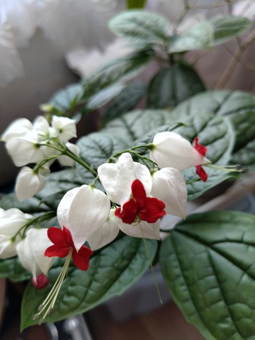 Комнатный цветок Клеродендрум