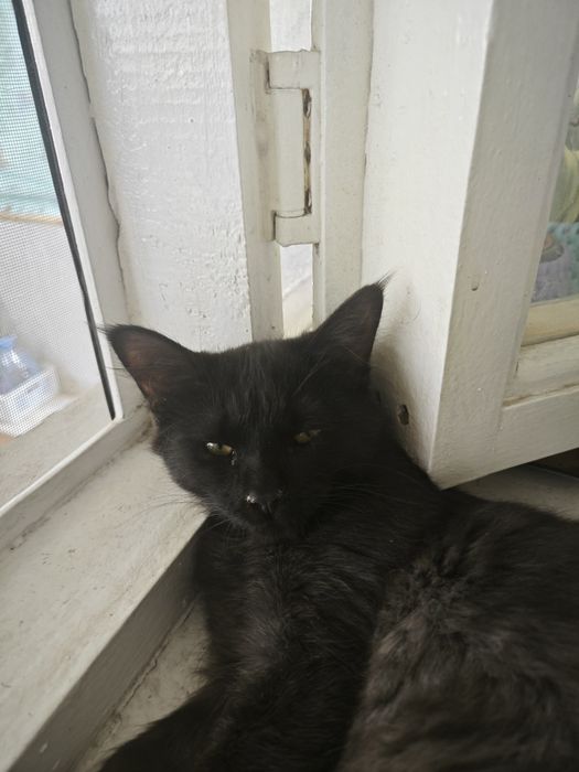 Сибирский кот, в хороши Руки.