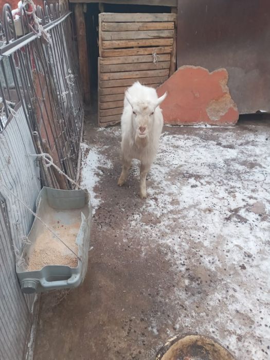 Текешiк сатылады