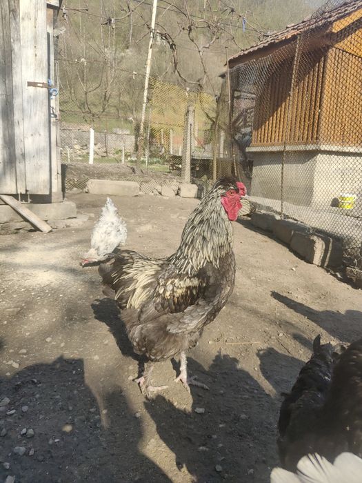 Cocoși moțați cântă și calcă, tineri încă nu au 1 an . Am scos pui cu ei.