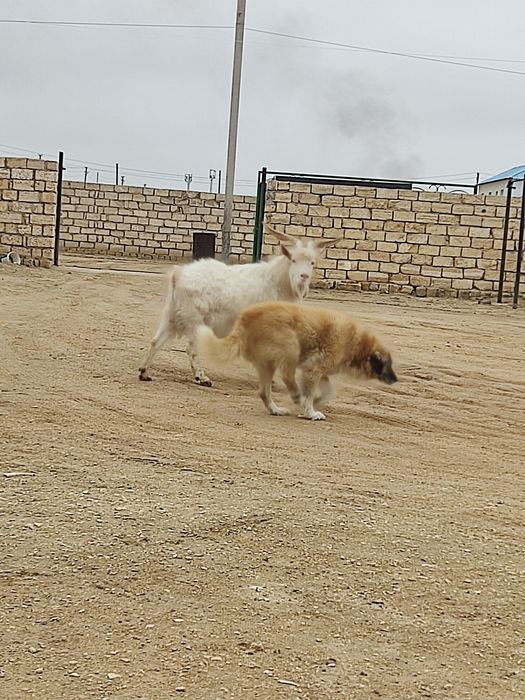 Занен. Теке.  Коза, Козел