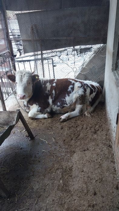 Бычки  опетит хороший