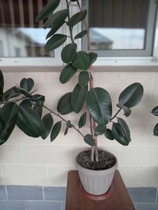 Продам цветы фикус