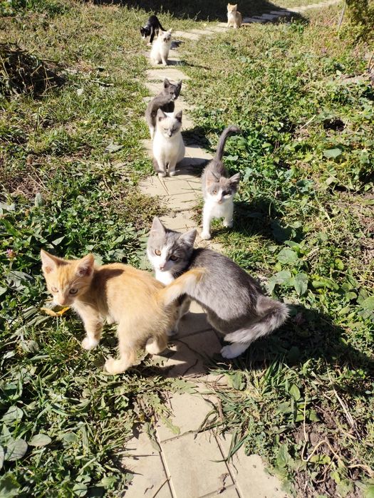 Котята от крысыловки.