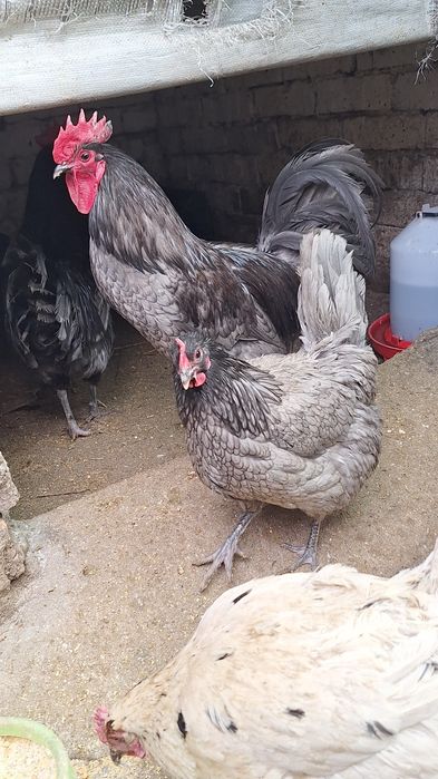 Australorp Gaini/Cocoși