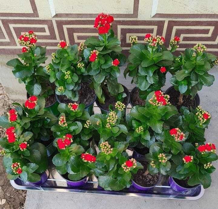 Комнатное растение