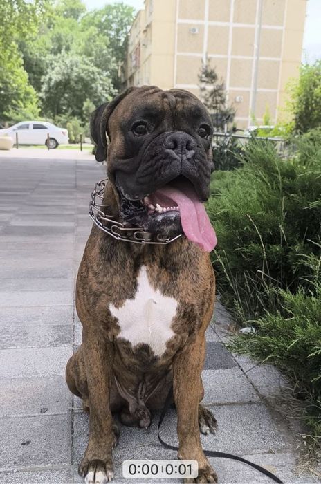 Немецкий Боксер Вязка