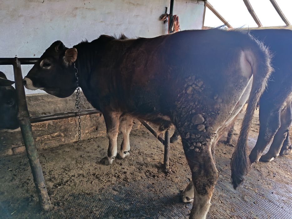 Продам упитанных Быков!