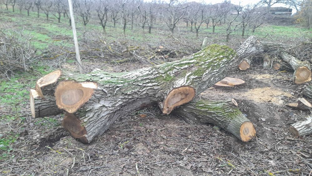 Орехови трупи - ствол и клони