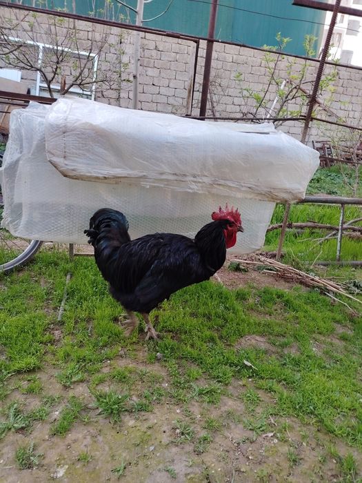 Қорашахзода хўроз