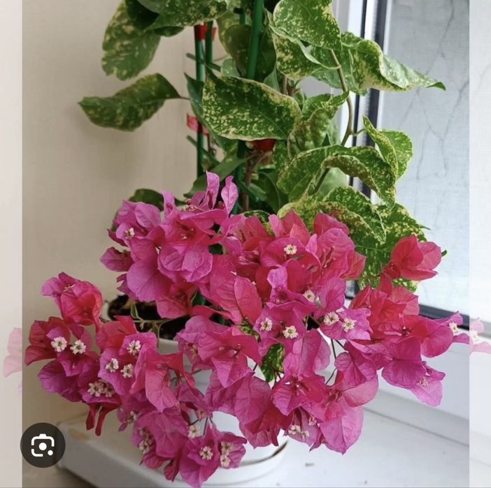 Бугенвиллия Golden Red