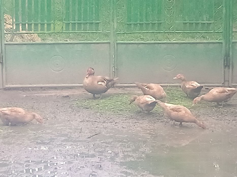 Rate leșești ciocolatii