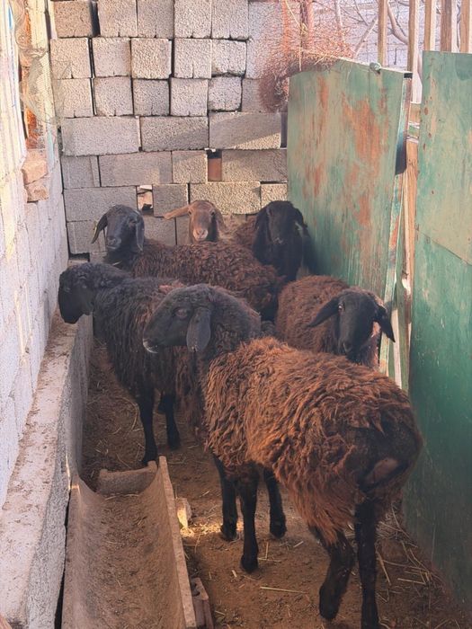 Қоилар сатыладыы